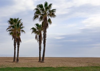 Palmen auf einem verlassenen Sandstrand