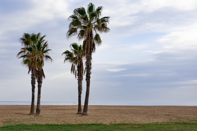 Palmen auf einem verlassenen Sandstrand