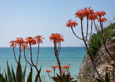 Blumen in Spanien dahinter das Meer