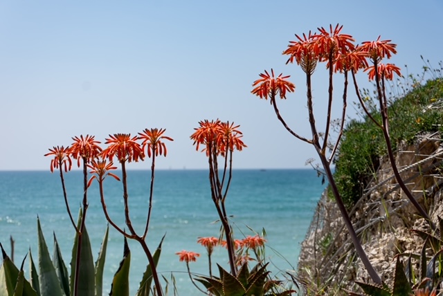 Blumen in Spanien dahinter das Meer